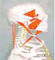 頭頚部筋肉模型