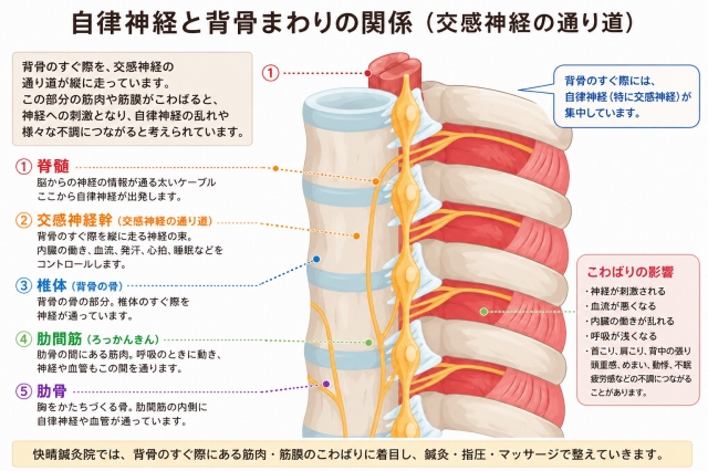 自律神経（交感神経幹）と背骨際の解剖学的関係を示す模式図