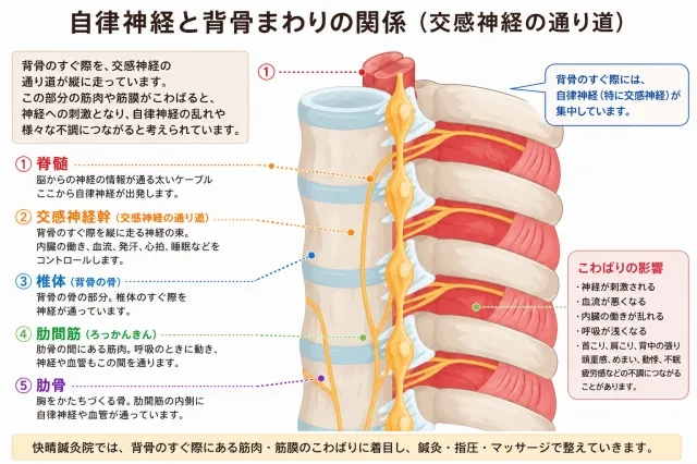 自律神経（交感神経幹）と背骨際の解剖学的関係を示す模式図