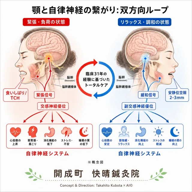 顎関節の緊張(顎関節症・食いしばり・TCH)と自律神経失調症の双方向ループ概念図｜脳幹網様体・交感神経優位/副交感神経優位の対比｜開成町 快晴鍼灸院