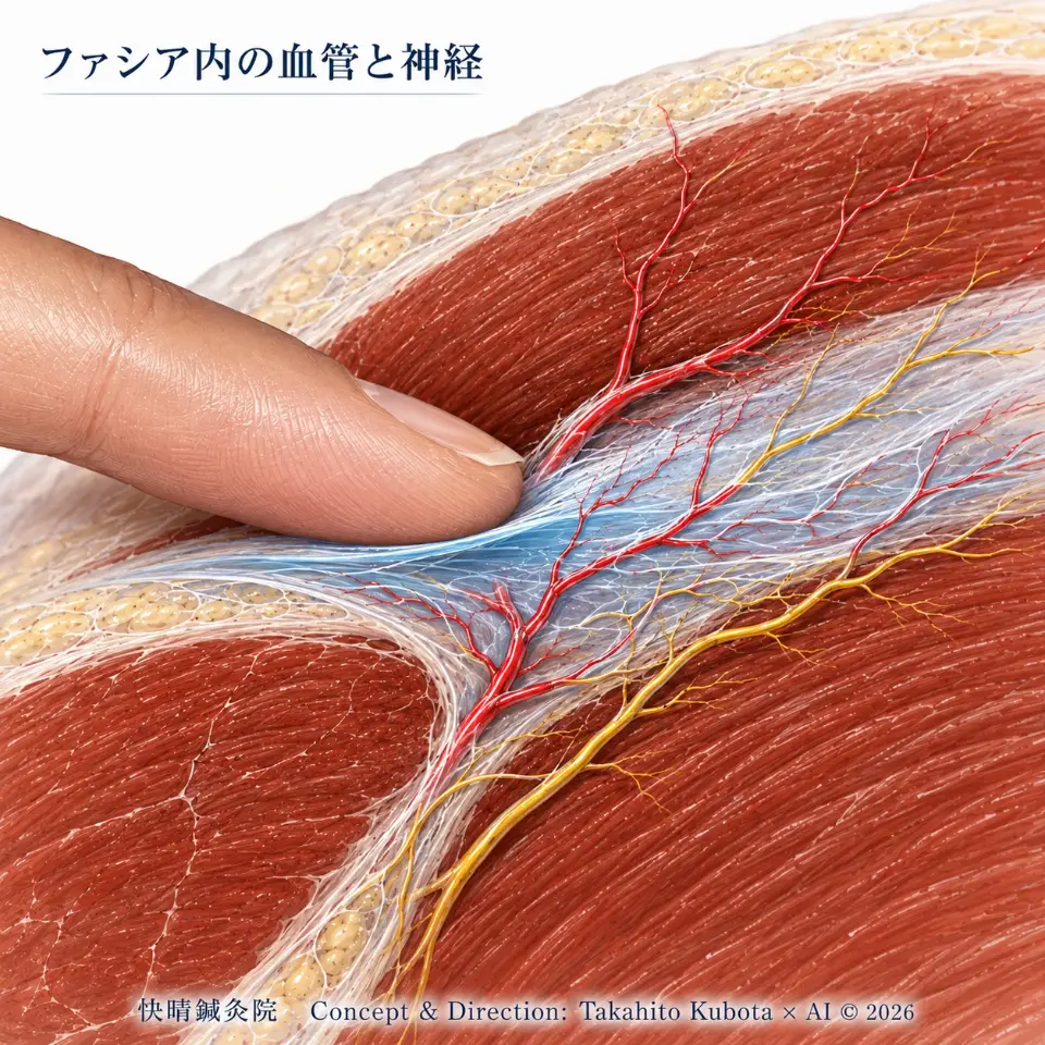 筋肉と筋肉のあいだの膜（ファシア）を指で押さえた様子と、膜の中を通る血管・神経を描いた説明図｜足柄上郡開成町 快晴鍼灸院