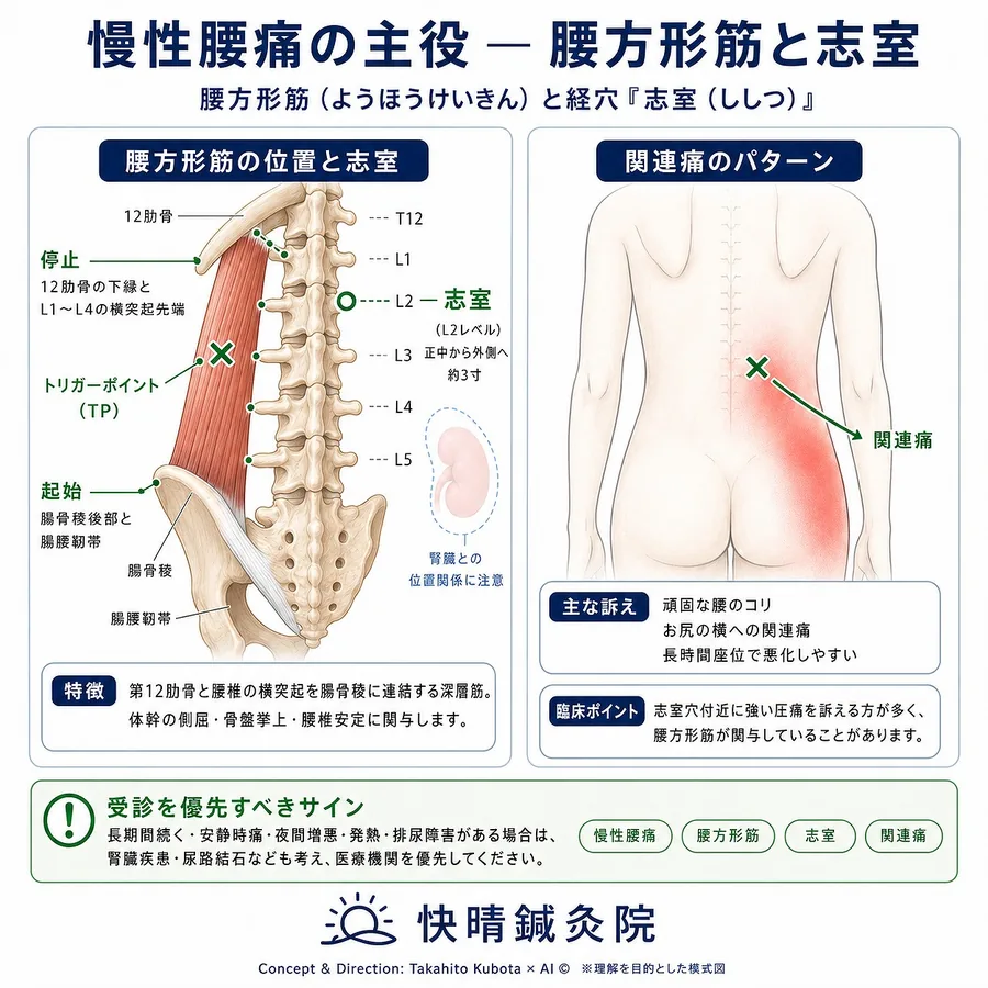 腰方形筋トリガーポイントと経穴・志室（BL52）による慢性腰痛の関連痛分布｜起始（腸骨稜・腸腰靭帯）から第12肋骨・L1〜L4横突起への付着、L2外側約3寸の志室、お尻の横への関連痛、腎臓との位置関係を快晴鍼灸院が解説｜足柄上郡 開成町