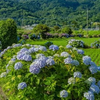 足柄上郡開成町　あしさい農道