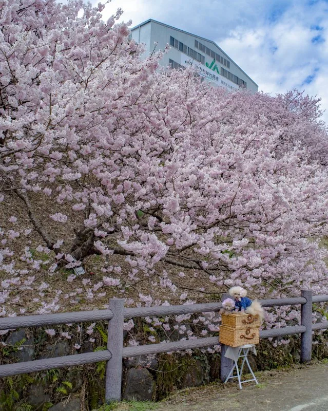 足柄上郡・開成町周辺の名所風景（その3）
