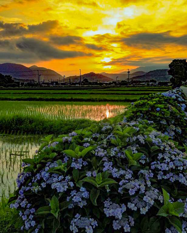 開成あじさいの里 夕景撮影スポット | 開成あじさい祭り | 神奈川県開成町の田園風景 開成あじさいの里の夕景 水田に映る夕陽と青紫の紫陽花が織りなす幻想的な田園風景 神奈川県開成町