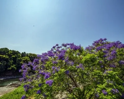 足柄上郡山北町のジャカランダ