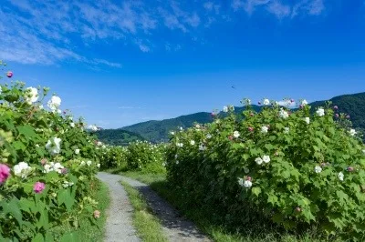 南足柄市　酔芙蓉農道