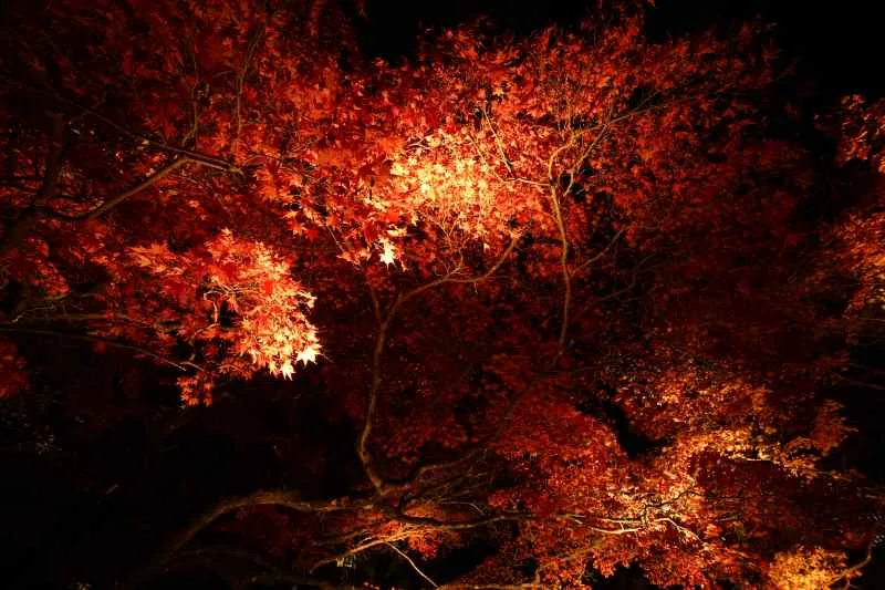 南足柄市　大雄山の紅葉