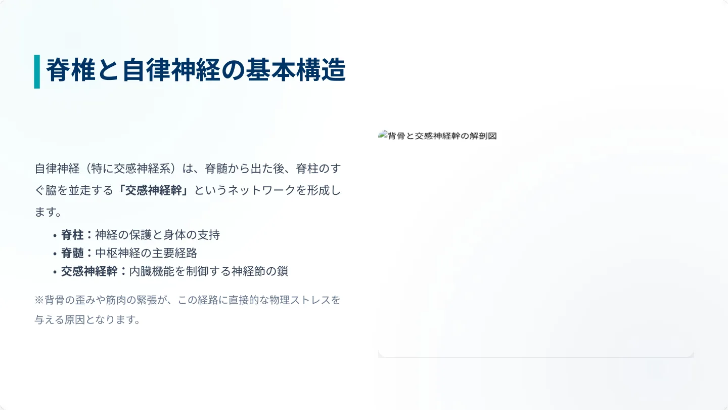脊椎と自律神経の基本構造 ― 脊柱の脇を並走する交感神経幹のネットワークを示す解剖図