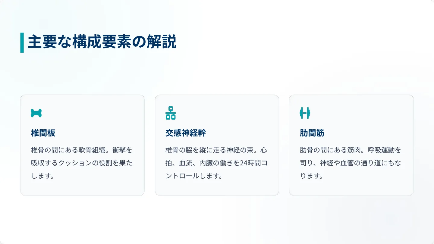 主要な構成要素の解説 ― 椎間板・交感神経幹・肋間筋の役割