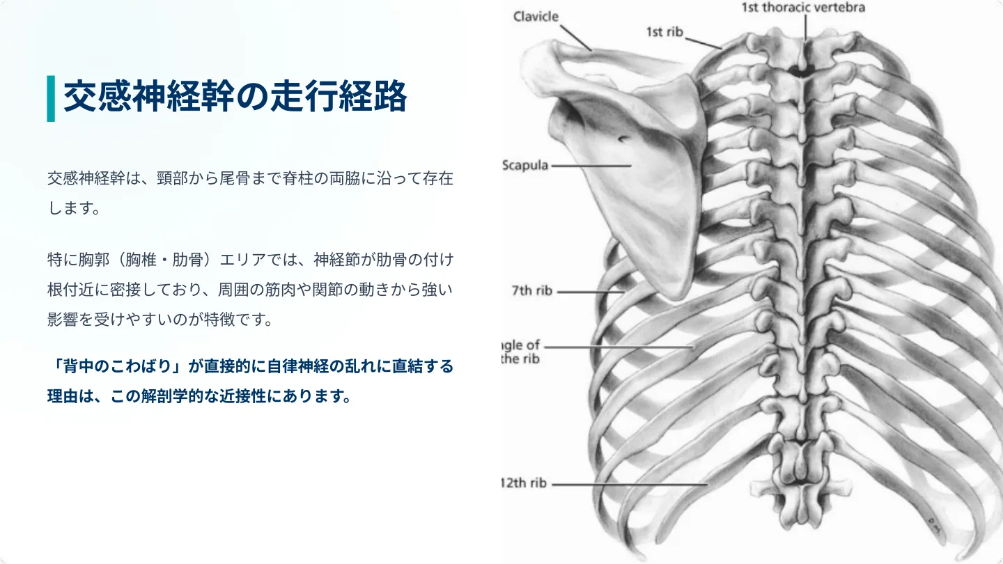 交感神経幹の走行経路 ― 頸部から尾骨まで脊柱の両脇を走る交感神経幹と胸郭・肋骨の解剖図