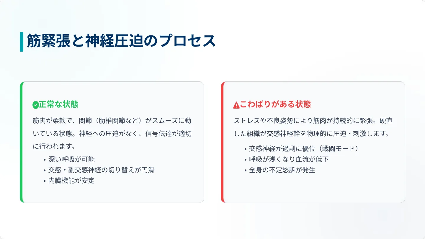 筋緊張と神経圧迫のプロセス ― 正常な状態とこわばりがある状態の比較