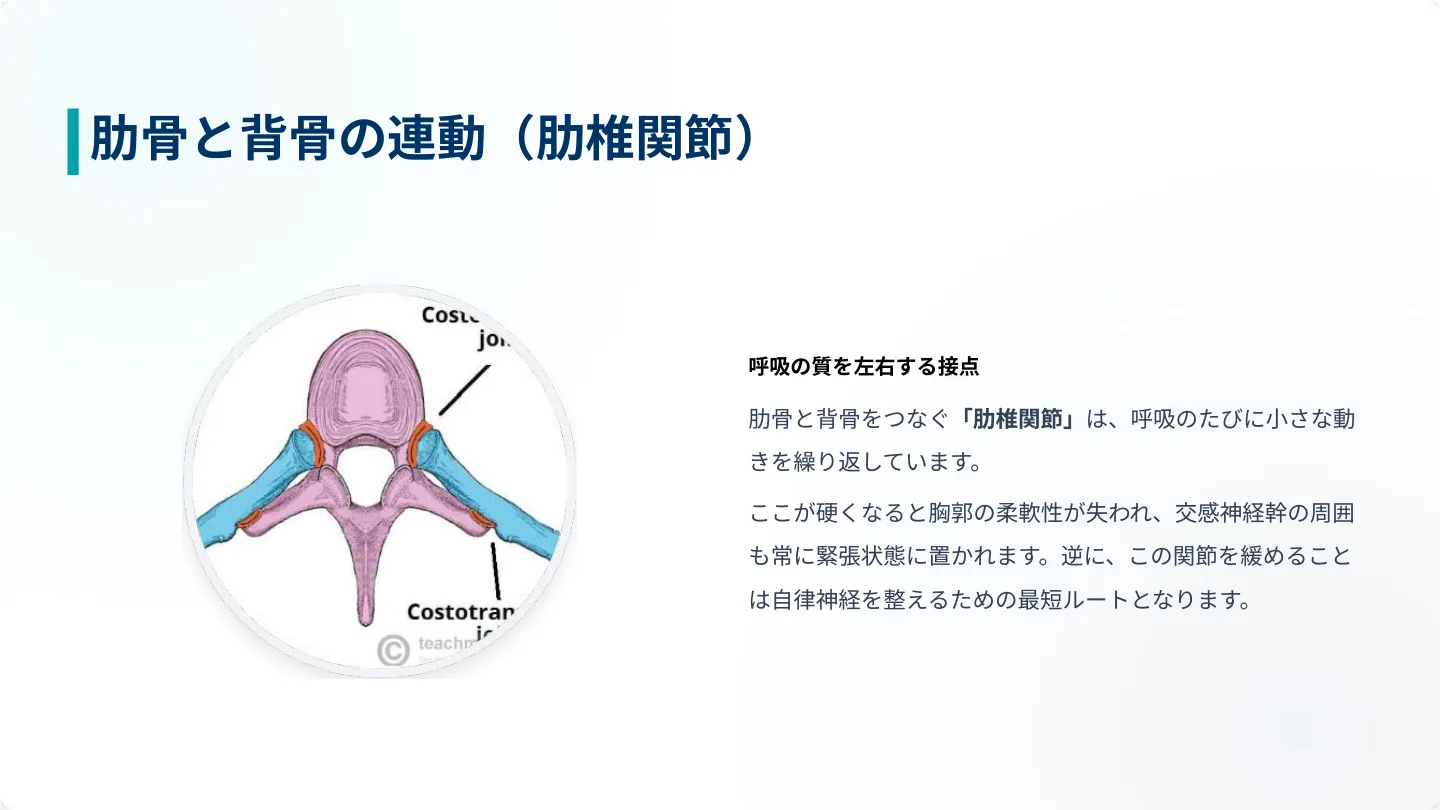 肋骨と背骨の連動（肋椎関節）が呼吸と交感神経に与える影響の図解